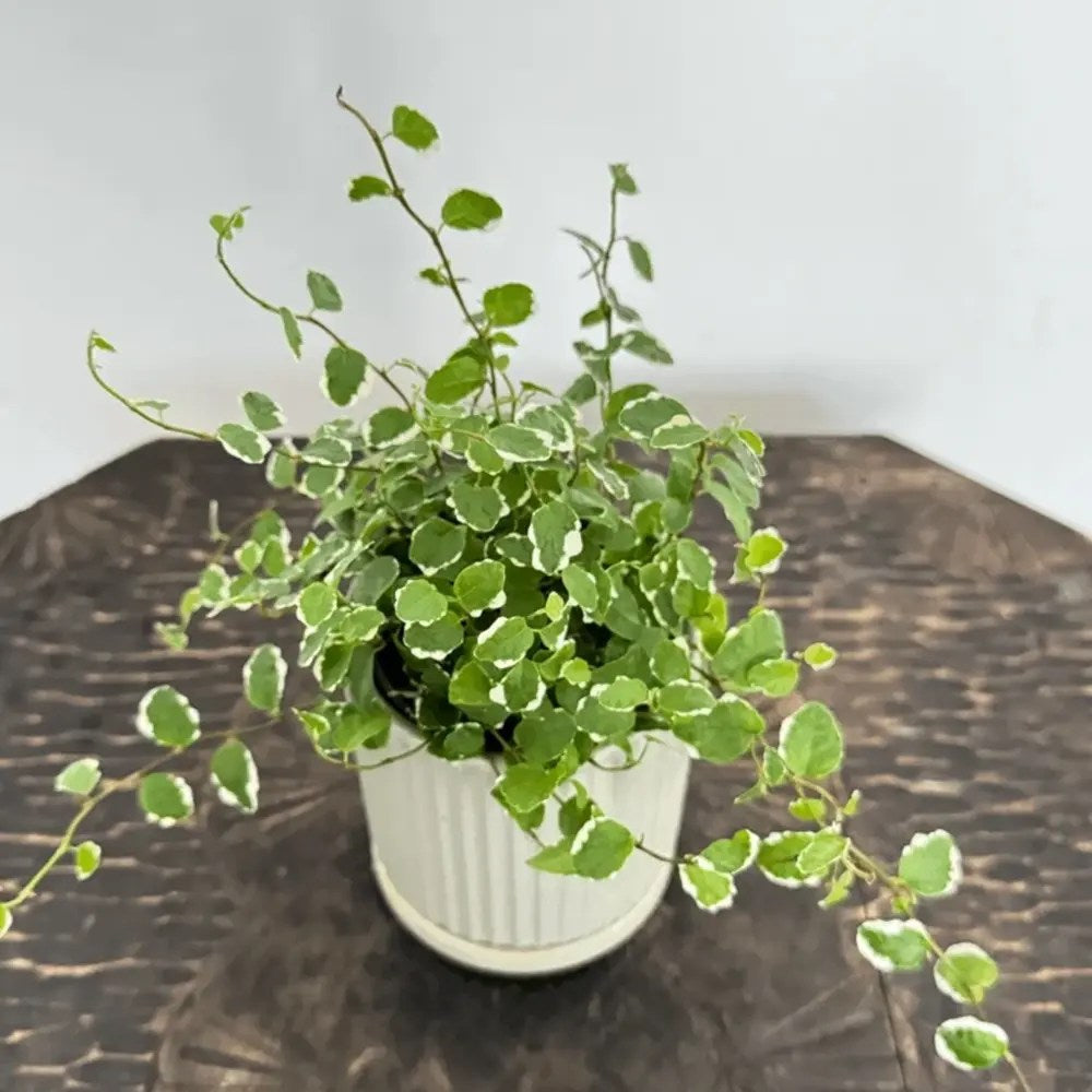 Ficus pumila Sunny, ficus, planta cataratoare variegata, ficus curgator interior, planta decorativa cu frunze verde crem, planta suspendata interior- 30-35 cm