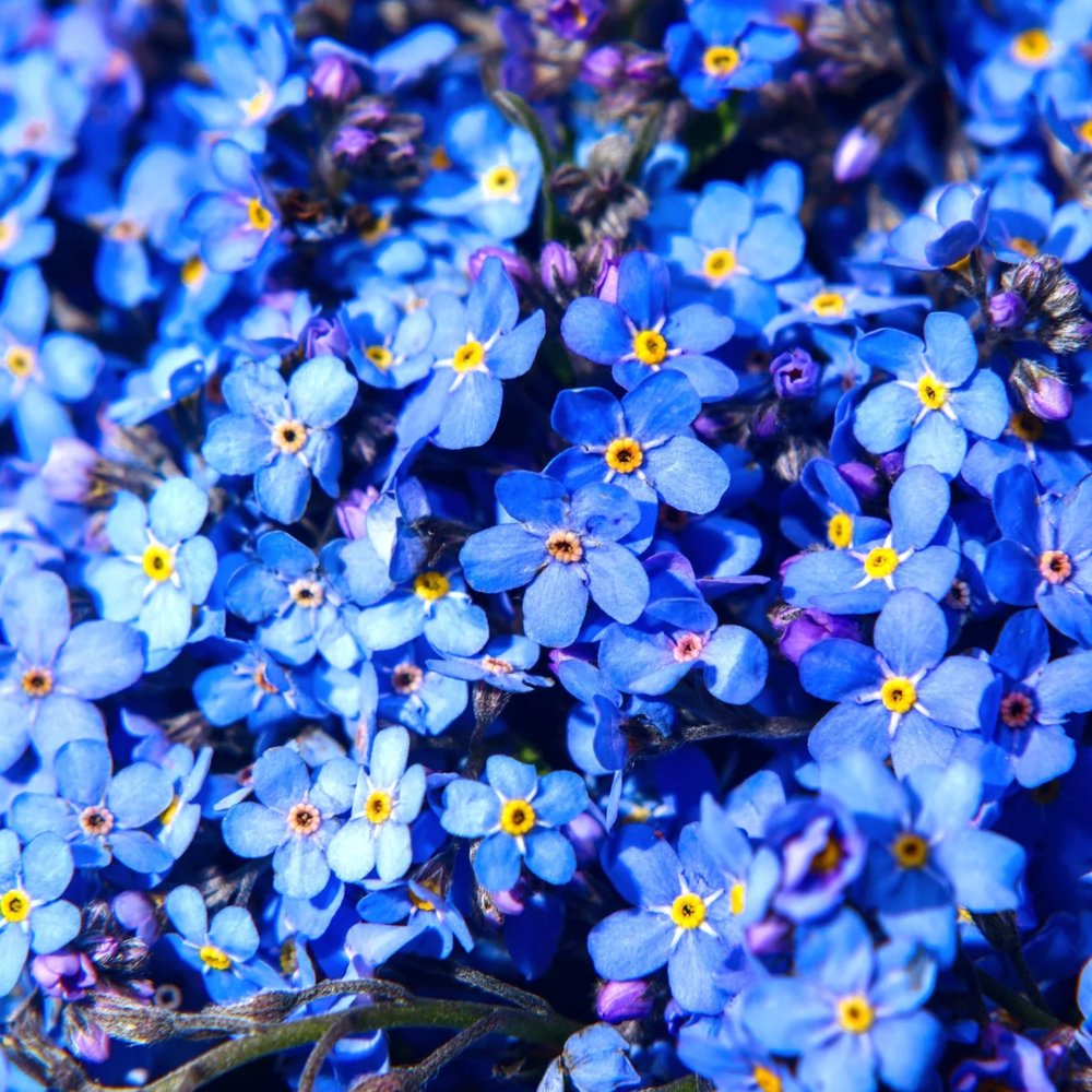 Незабравка Myosotis 'Laura Deep Blue' – интензивно сини пролетни цветя за бордюри и сенчести кътове