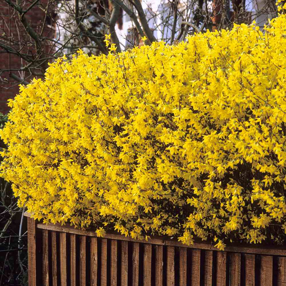 Ploaie de Aur (Forsythia Week-end), arbust ornamental cu flori galbene primavara, crestere rapida