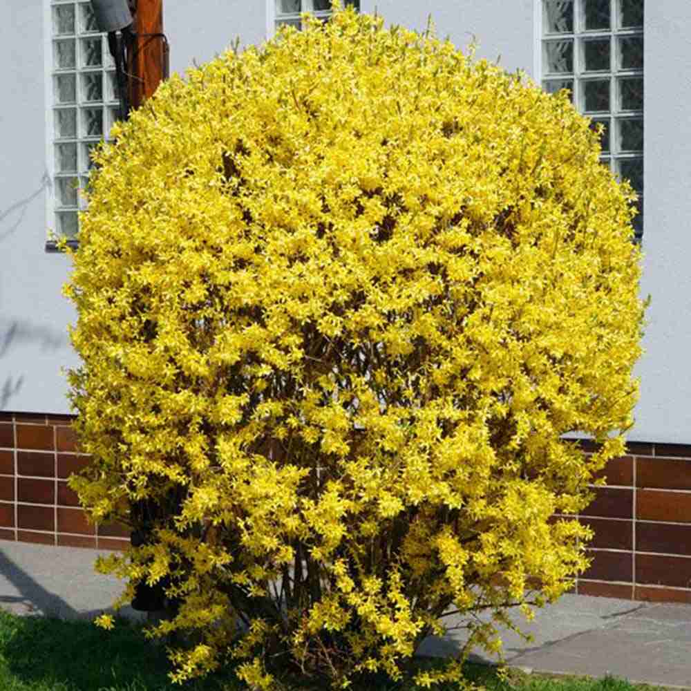 Ploaie de Aur (Forsythia Week-end), arbust ornamental cu flori galbene primavara, crestere rapida