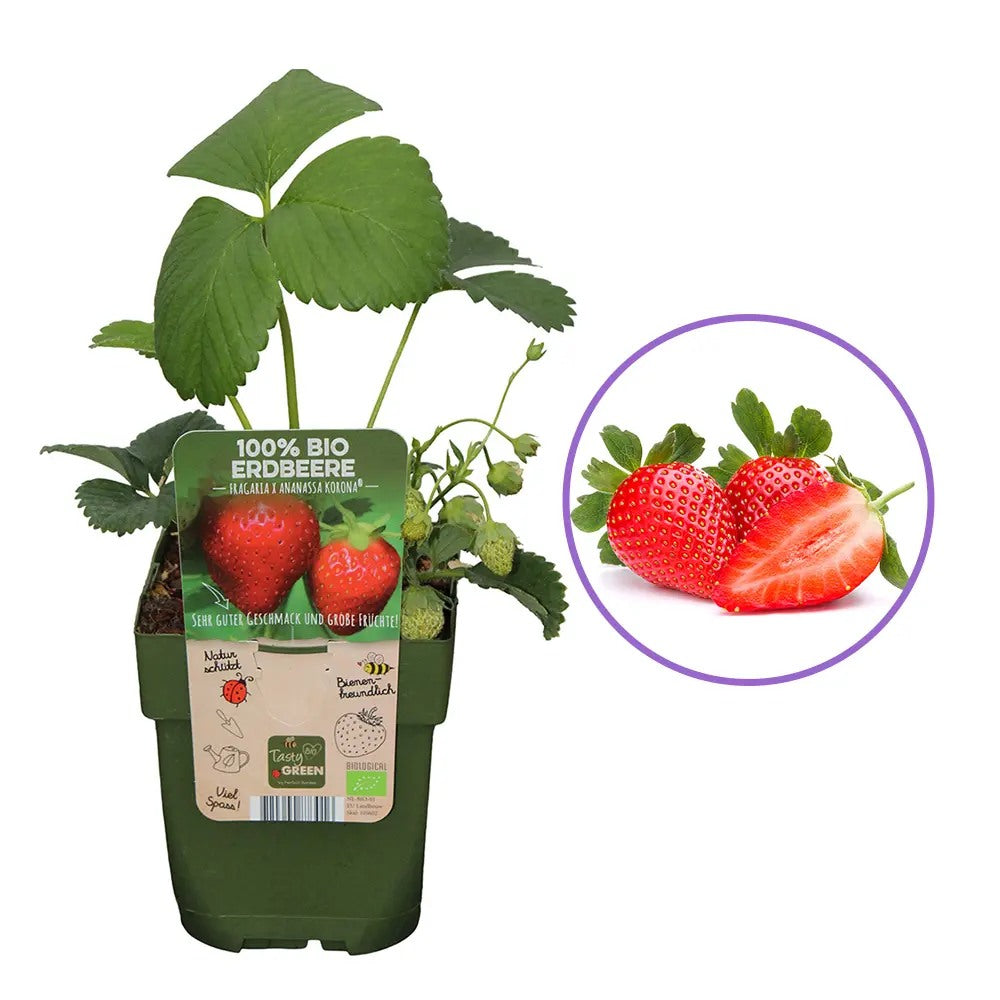 Capsuni Productivi Corona (Fragaria Ananassa), cu fructe foarte mari si aroma echilibrata, perfecti pentru gradina, an 1 pe rod