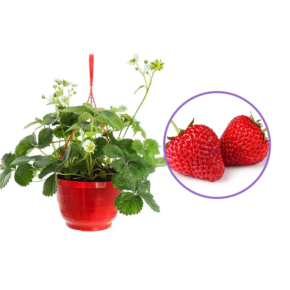 Capsuni Productivi Favori (Fragaria Ananassa), dulci si zemosi, ideali pentru consum proaspat si deserturi, an 3 pe rod
