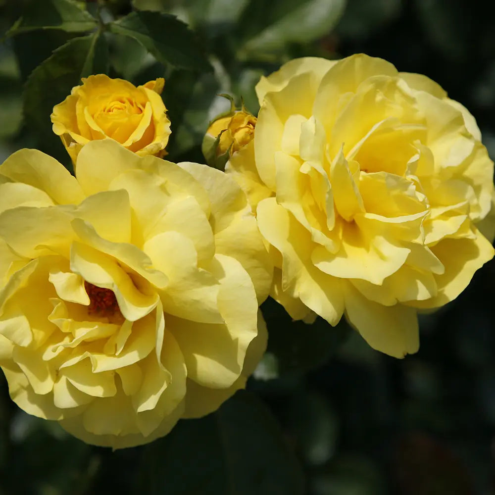 Trandafir Floribunda galben Friesia, cu parfum intens, inflorire repetata si premiat