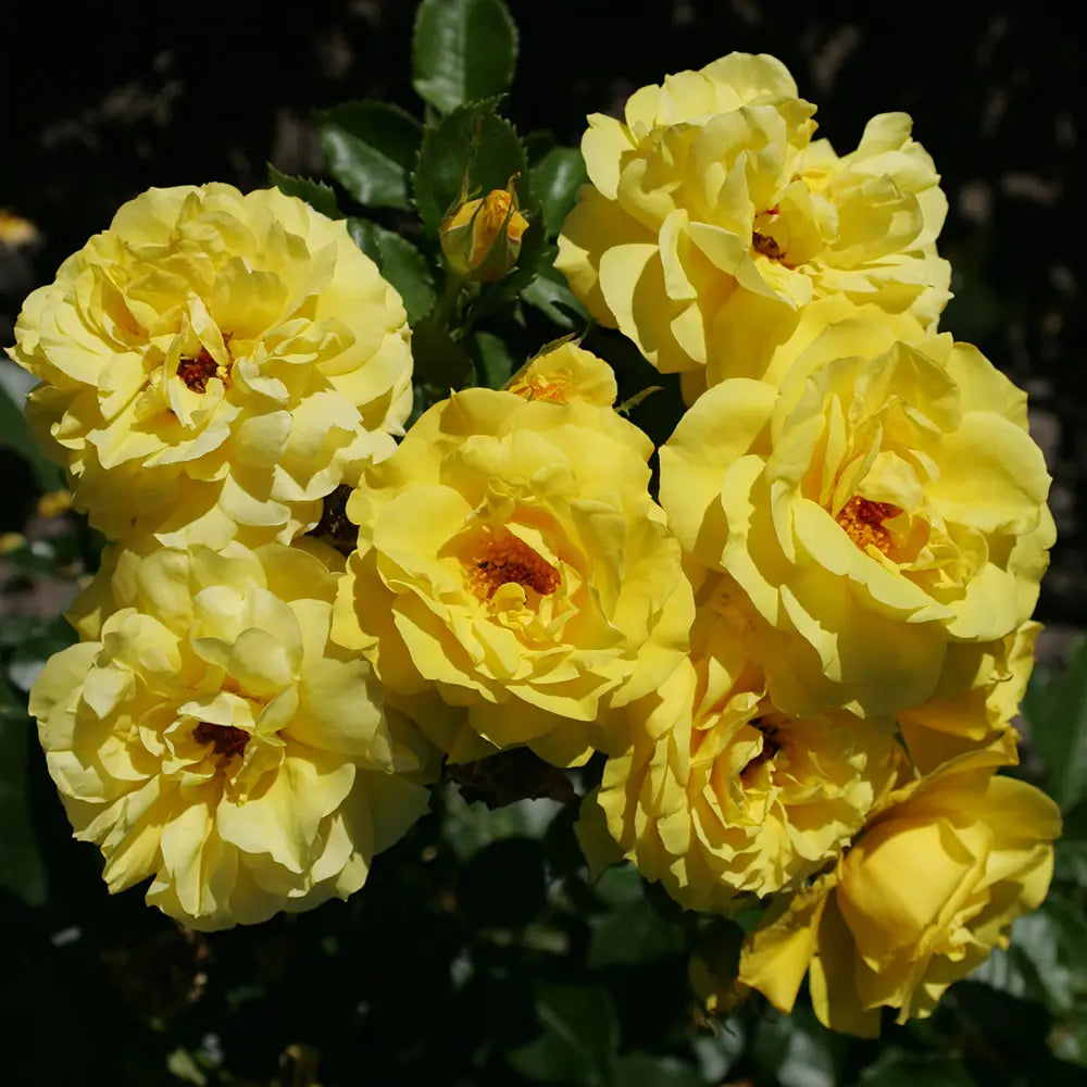Trandafir Floribunda galben Friesia, cu parfum intens, inflorire repetata si premiat