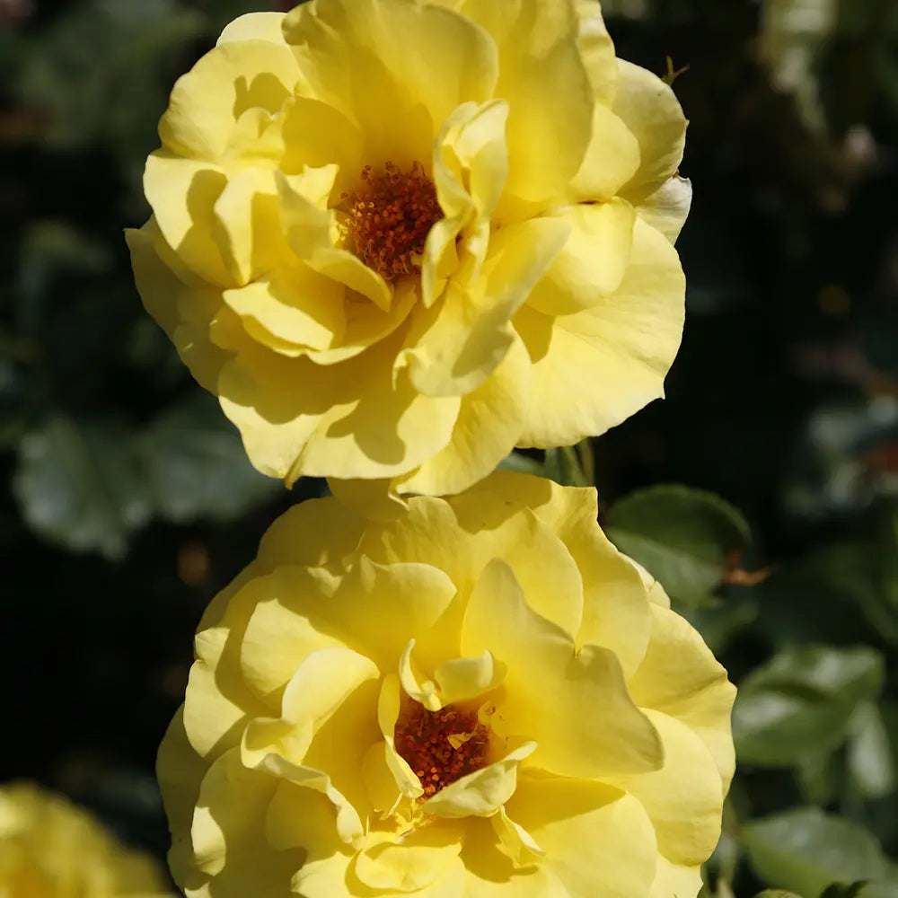 Trandafir Floribunda galben Friesia, cu parfum intens, inflorire repetata si premiat