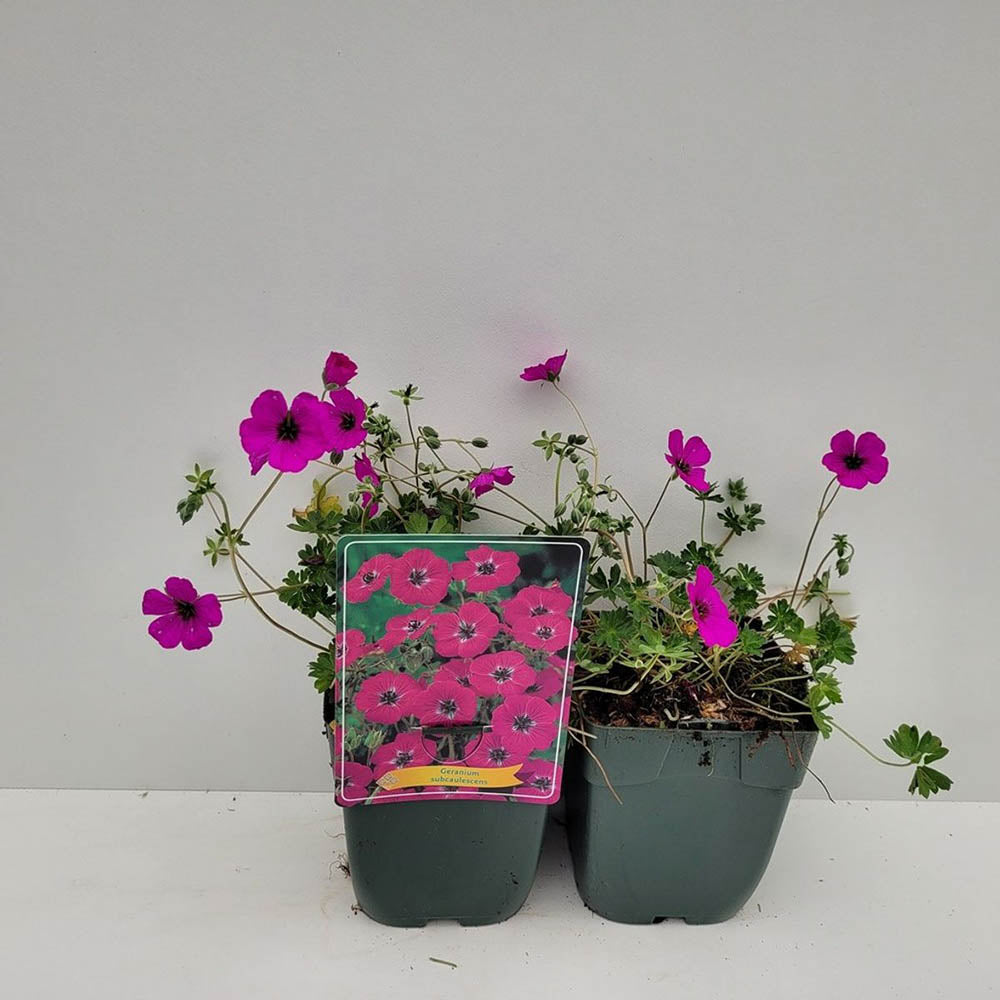 Гераниум Geranium cinereum subcaulescens – многогодишно почвопокривно с пурпурни цветове