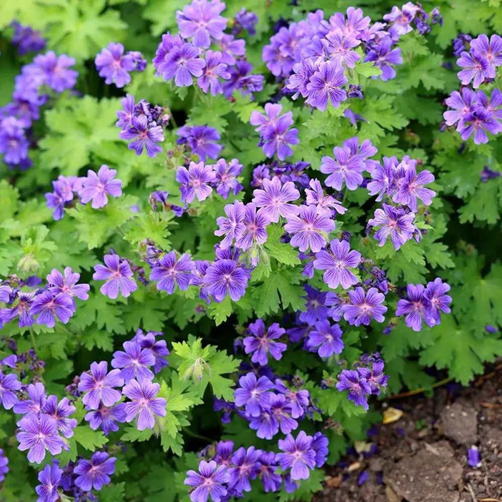 Ciocul Berzei Magnificum, tarator, flori violet intens, acoperire rapida sol