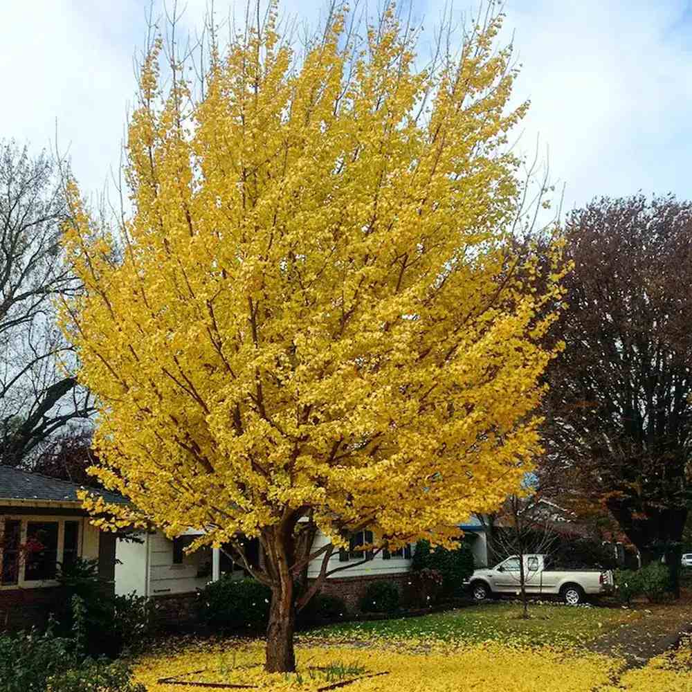 Дърво на пагодите (Ginkgo Biloba)
