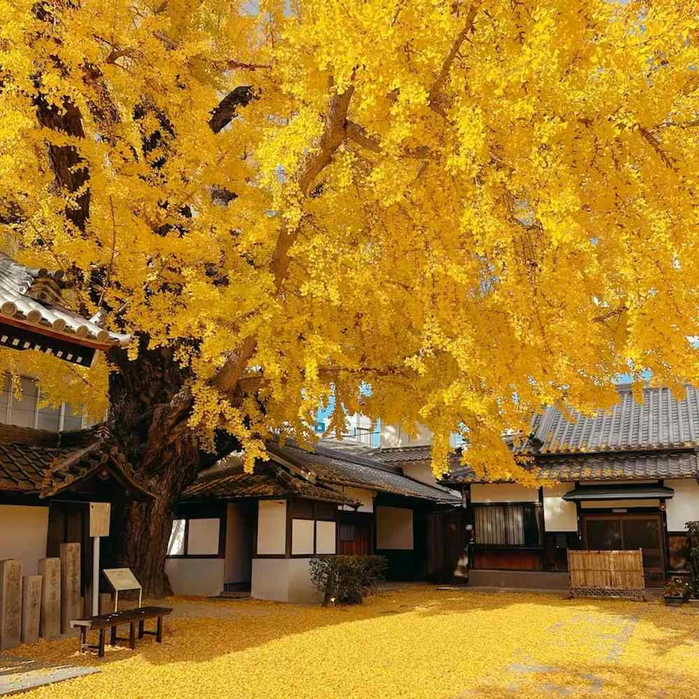 Arborele Pagodelor (Ginkgo Biloba), colorit de toamna cu frunze aurii, specie antica, perfect pentru umbra