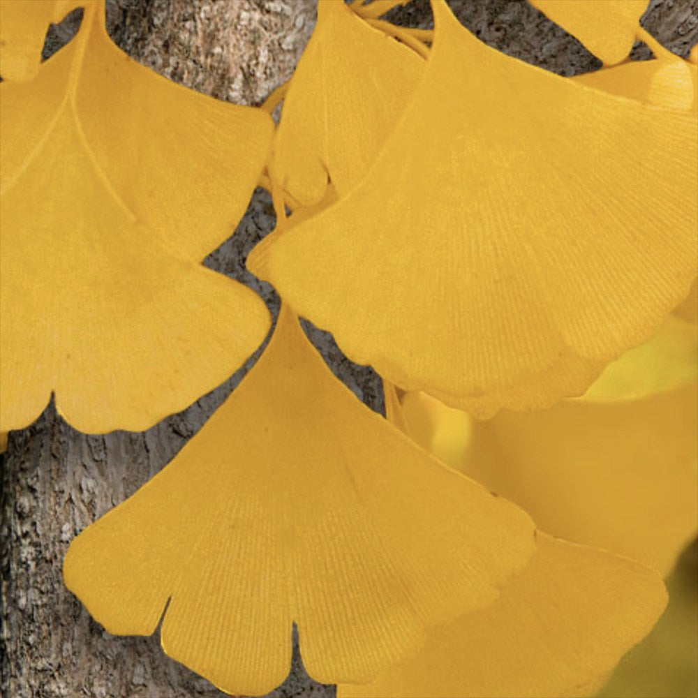 Arborele Pagodelor (Ginkgo Biloba), colorit de toamna cu frunze aurii, specie antica, perfect pentru umbra