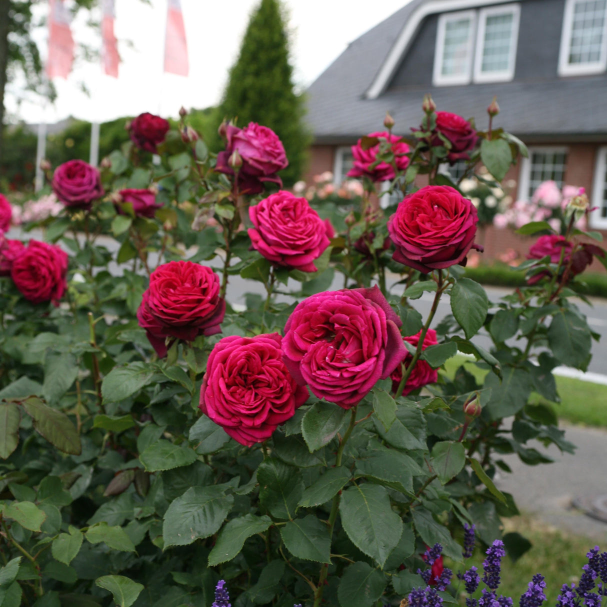 Trandafir Teahibrid purpuriu-violet Contesa Diana, parfum intens