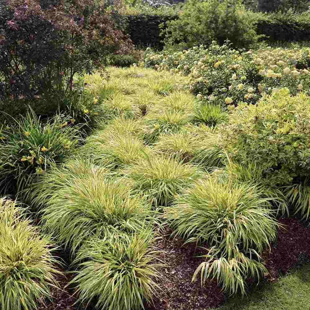 Iarba ornamentala japoneza Hakonechloa Macra Aureola, decorativa galben-verde, pentru umbra, foarte eleganta