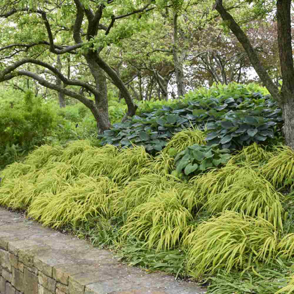 Iarba ornamentala japoneza Hakonechloa Macra Aureola, decorativa galben-verde, pentru umbra, foarte eleganta