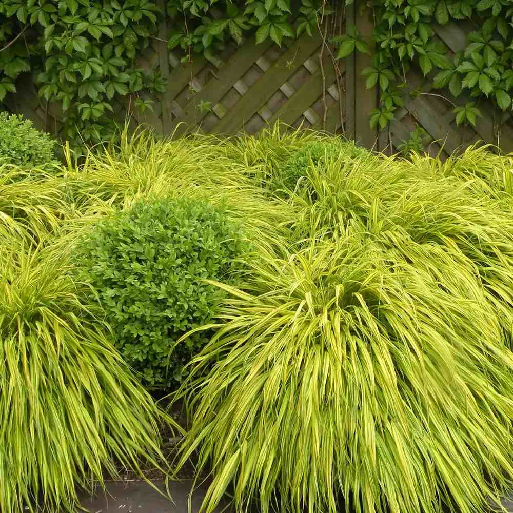 Iarba ornamentala japoneza Hakonechloa Macra Aureola, decorativa galben-verde, pentru umbra, foarte eleganta