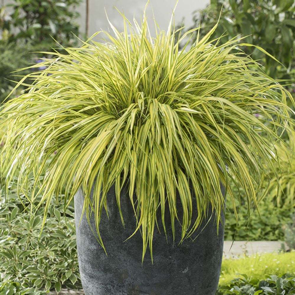 Iarba ornamentala japoneza Hakonechloa Macra Aureola