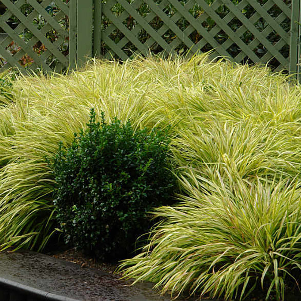 Iarba ornamentala japoneza Hakonechloa Macra Aureola
