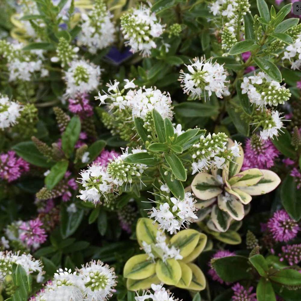 Хебе Addenda Quattro, микс от 4 сорта Hebe в тенджера, цветни цветове и вечнозелени листа