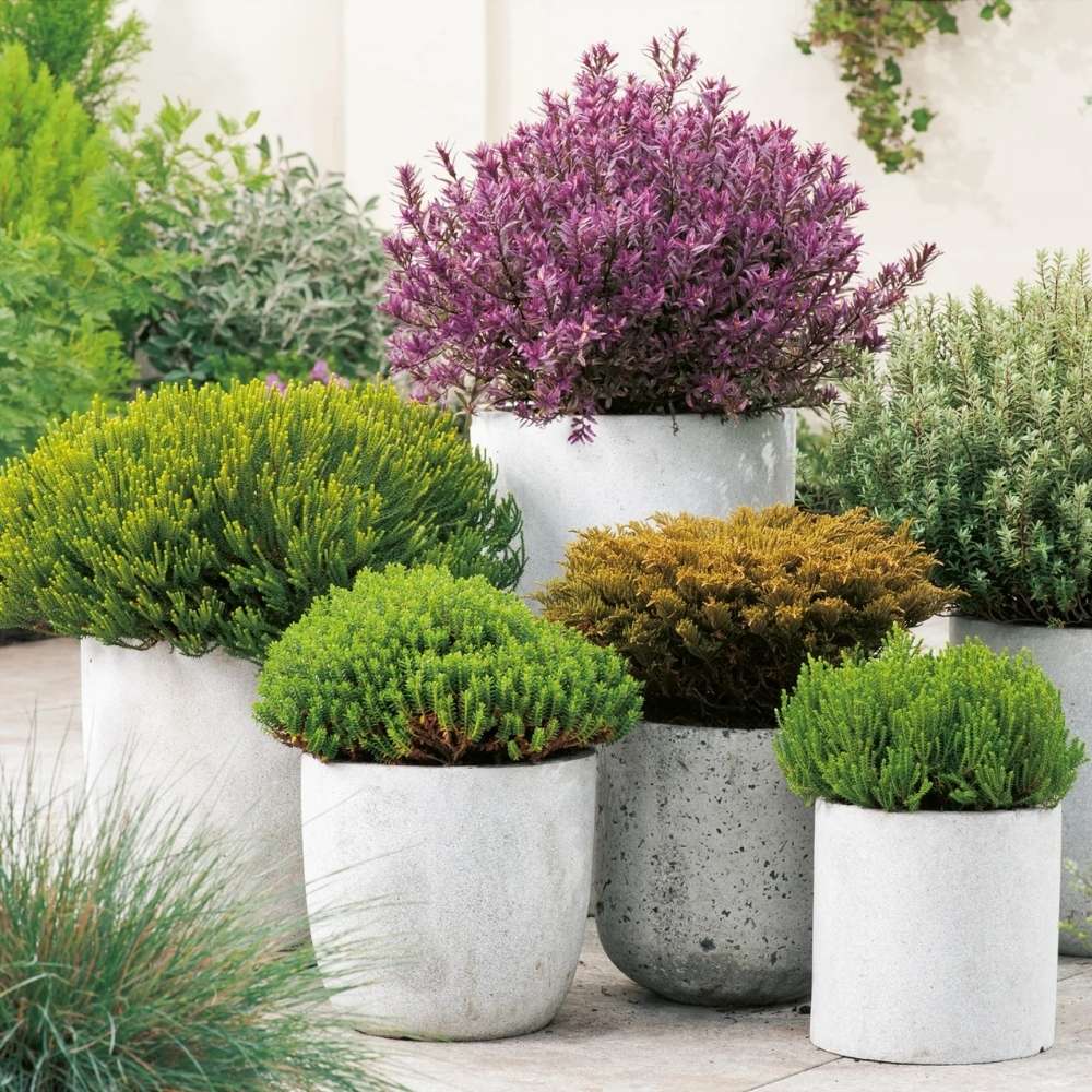 Hebe Globular Emerald Green, компактен декоративен храст със зелена корона