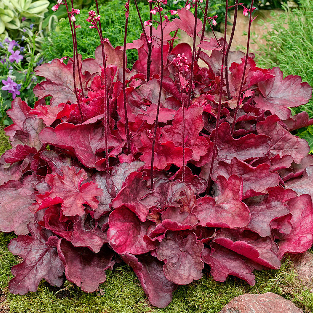Clopotel purpuriu rosu (Heuchera) Fire Chief, acoperitor de sol