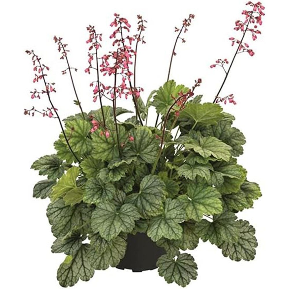 Камбанка пурпурно-бордо (Heuchera) Mint Marquess, почвопокривно растение, многогодишно, с декоративни зелени листа и червени цветове