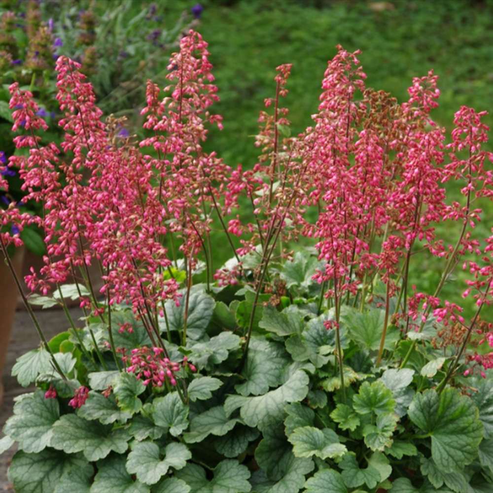 Камбанка пурпурно-бордо (Heuchera) Mint Marquess, почвопокривно растение, многогодишно, с декоративни зелени листа и червени цветове