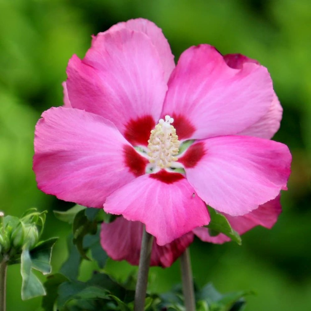 Hibiscus Woodbridge, arbust cu flori roz intens rezistent la frig si inflorire vara