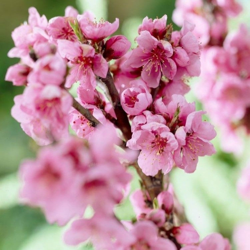 Нектарина джудже Prunus persica Nucipersica – компактно овощно дърво за саксия