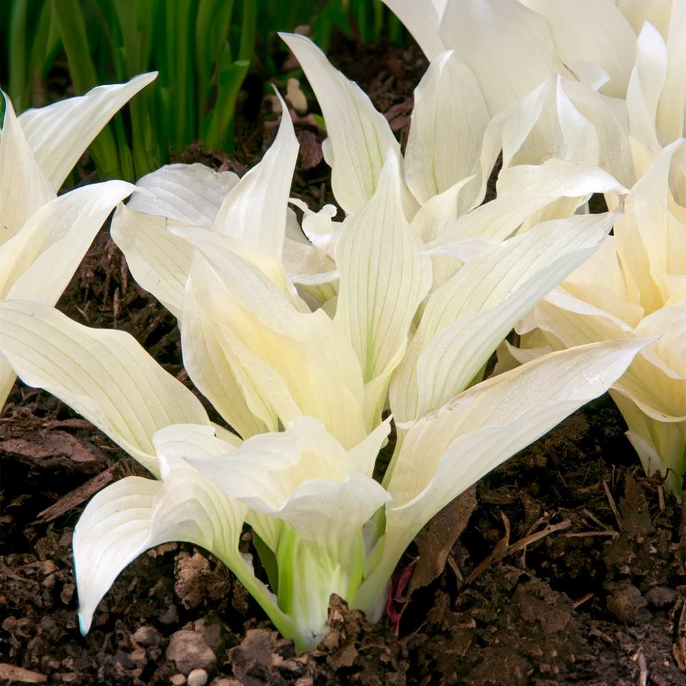 Хоста White Feather – многогодишно растение с ефектно бяло листо за сянка