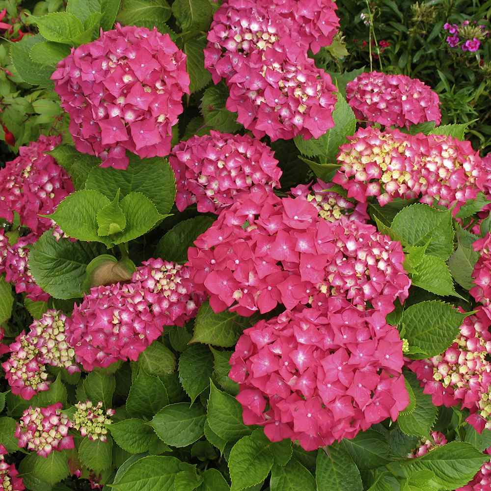 Hortensia de Gradina Pia, arbust compact cu flori roz decorative