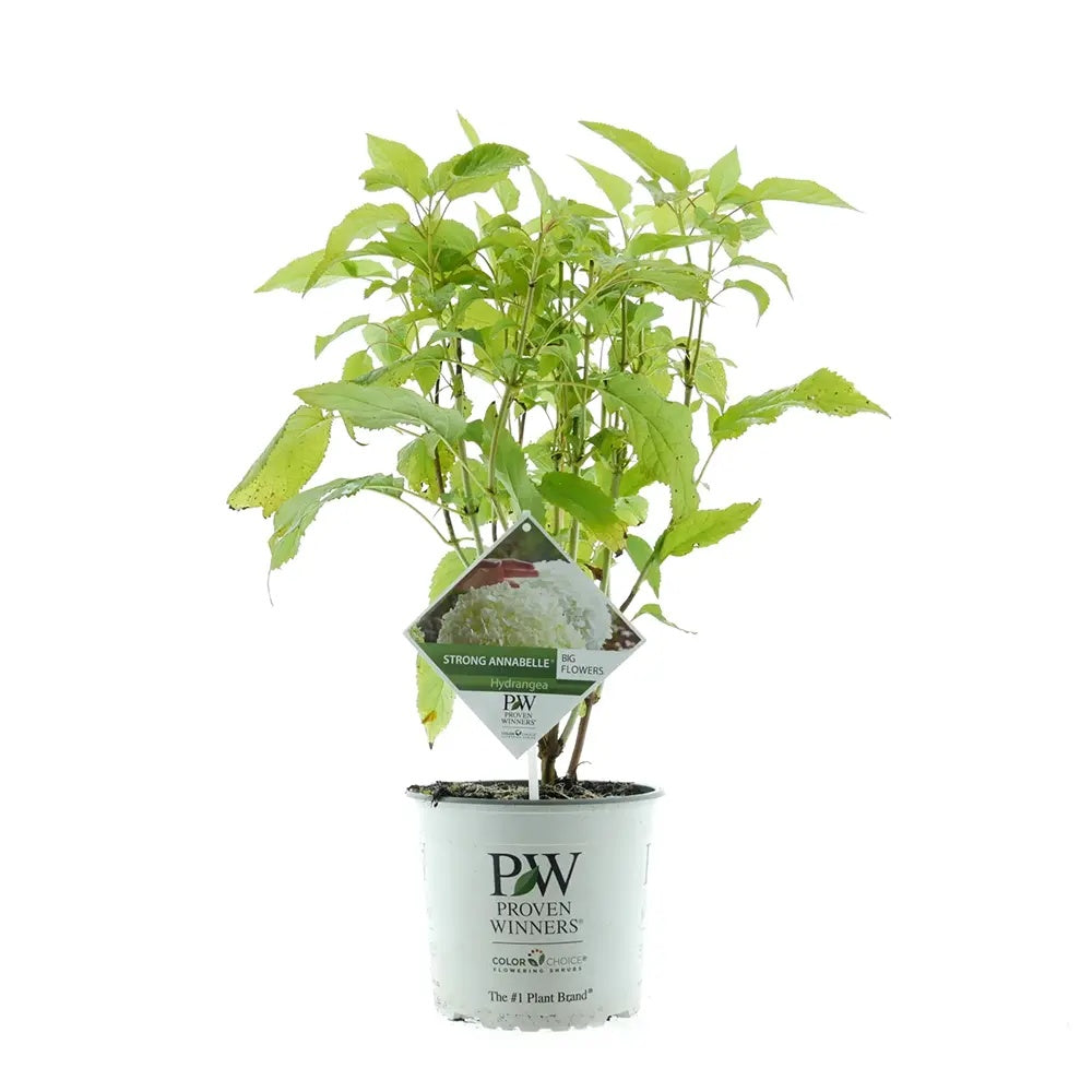 Хортензия градинска Annabelle, с огромни бели сферични цветове, дълъг цъфтеж, бърз растеж