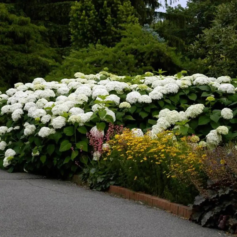 Hortensie de gradina Annabelle, cu flori albe uriase sferice, inflorire lunga, crestere rapida
