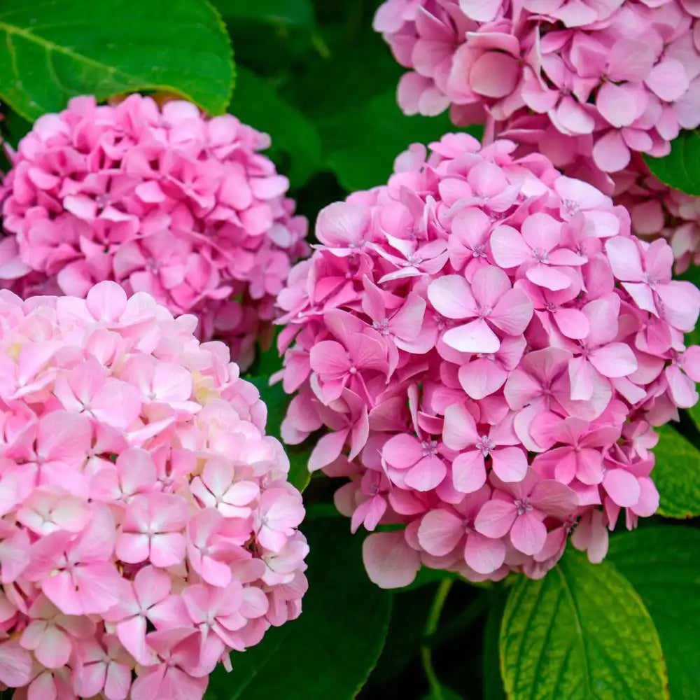 Hortensie de gradina Bouquet Rose, cu flori roz, decorativ inflorire vara