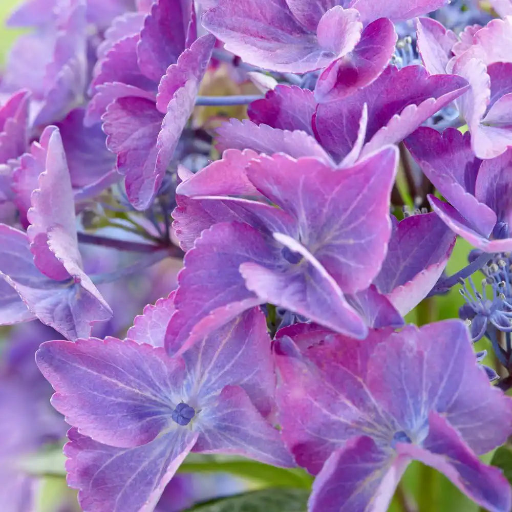 Hortensie de gradina Black Diamond Dark Angel Purple, frunze inchise, flori mov, eleganta si rezistenta