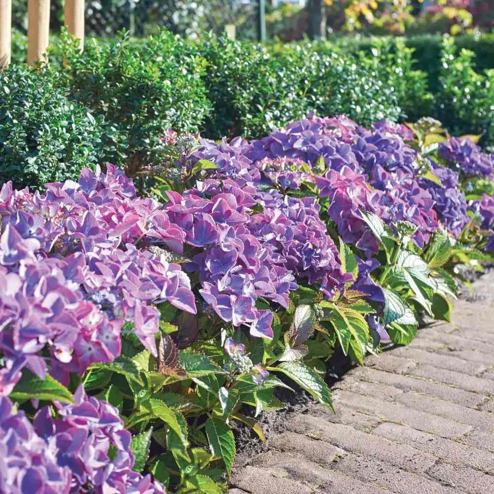 Hortensie de gradina Black Diamond Dark Angel Purple, frunze inchise, flori mov, eleganta si rezistenta