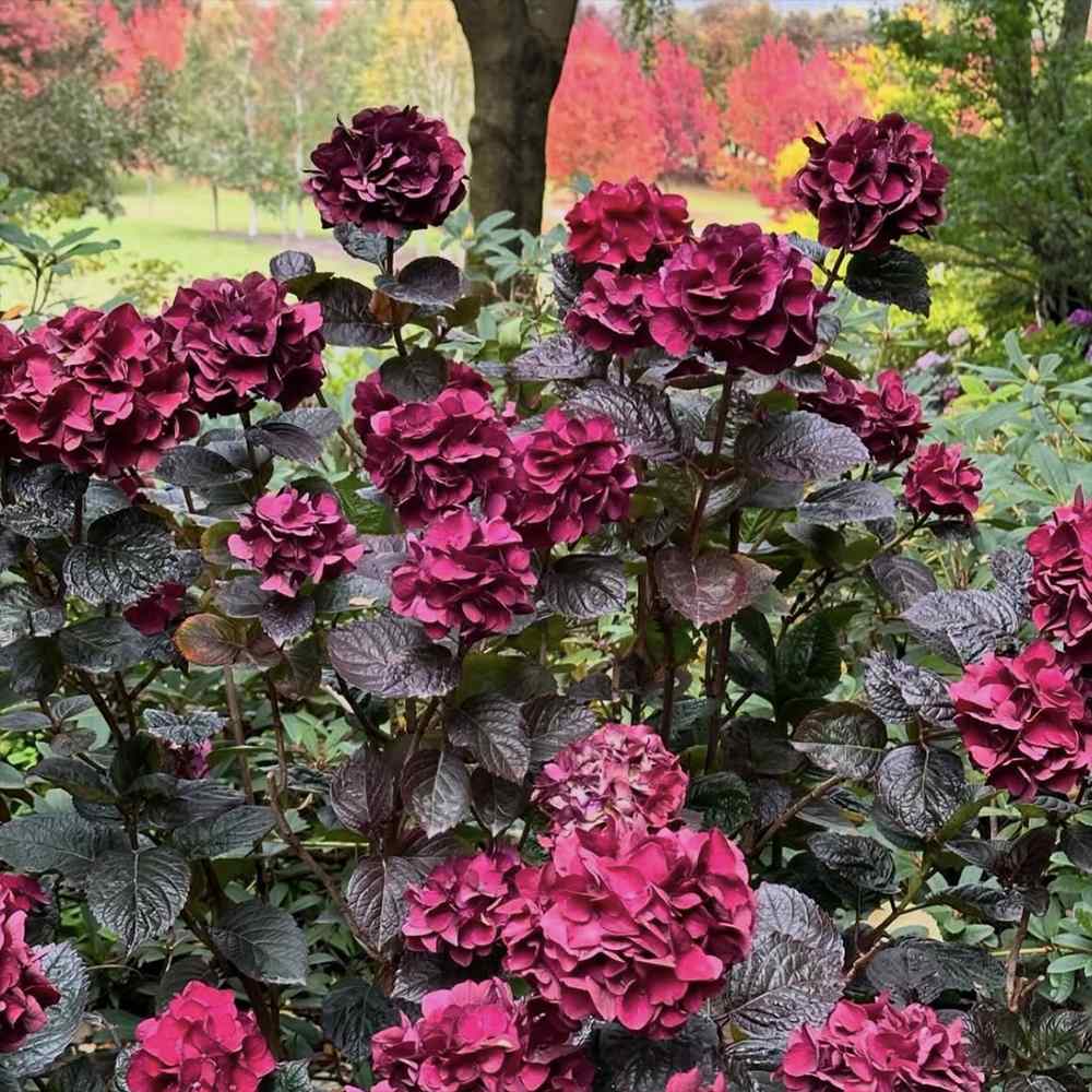 Градинска хортензия Merveille Sanguine, с бордо-розови цветове и пурпурно-зелени листа, ексклузивен сорт