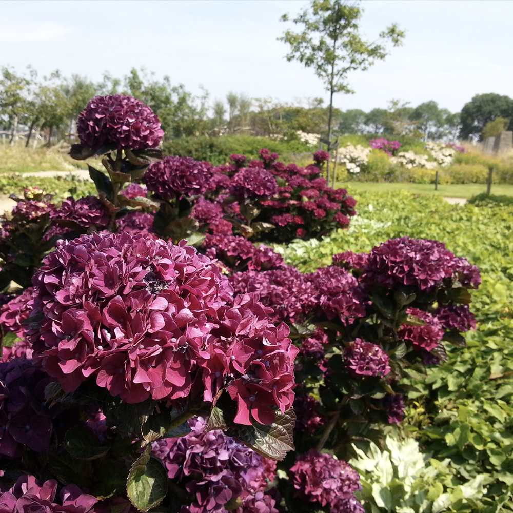 Градинска хортензия Merveille Sanguine, с бордо-розови цветове и пурпурно-зелени листа, ексклузивен сорт