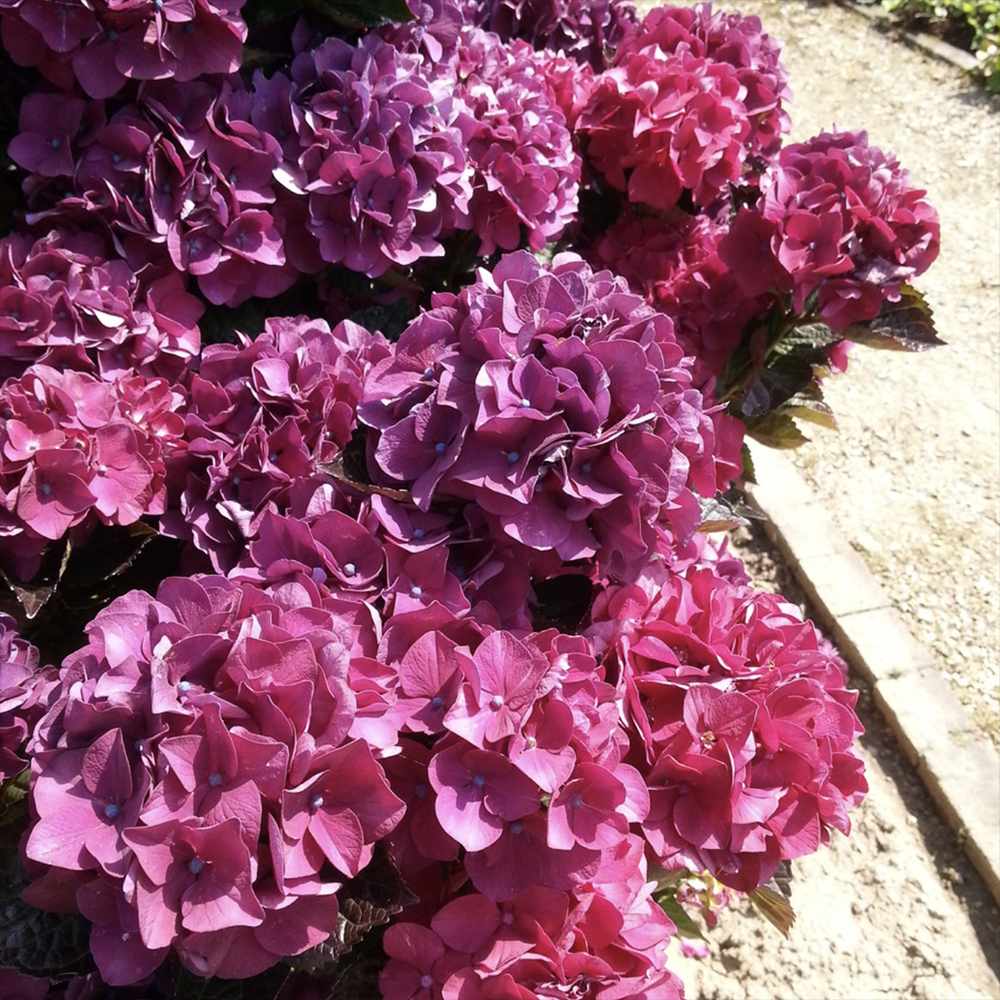 Градинска хортензия Merveille Sanguine, с бордо-розови цветове и пурпурно-зелени листа, ексклузивен сорт