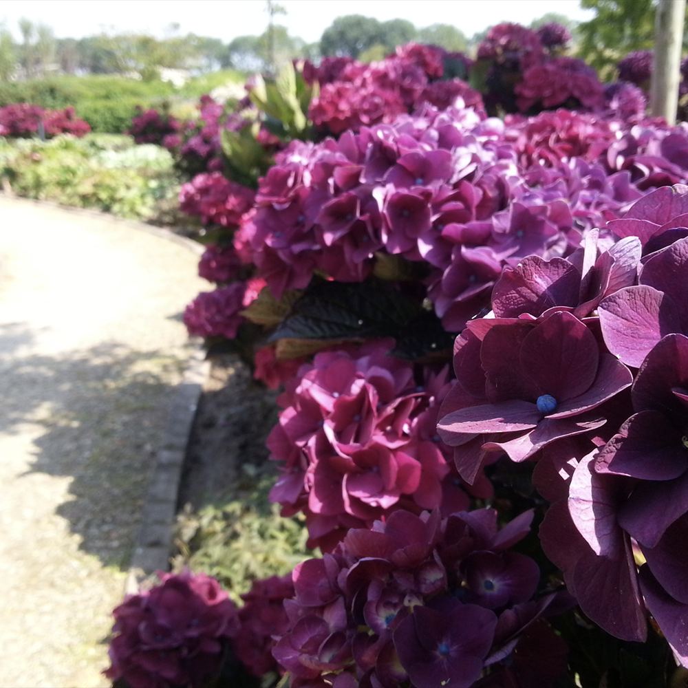 Градинска хортензия Merveille Sanguine, с бордо-розови цветове и пурпурно-зелени листа, ексклузивен сорт