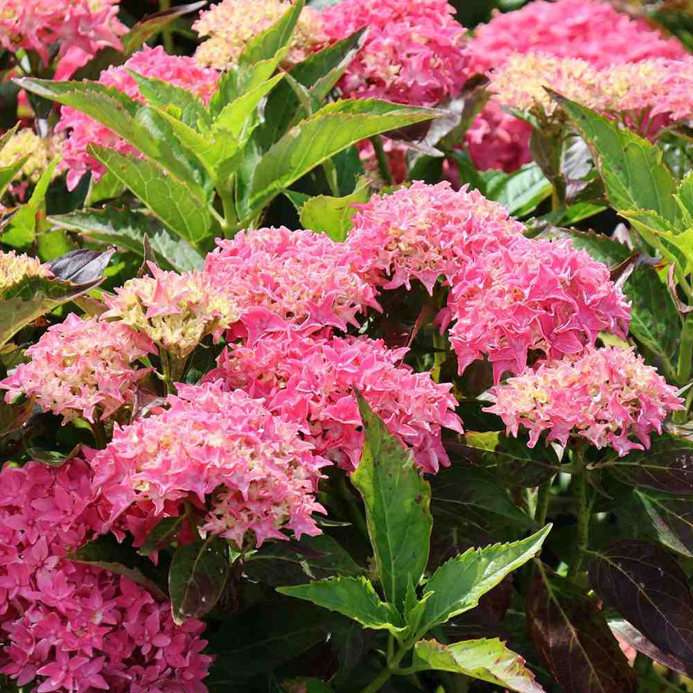 Хортензия градинска Tovelit, с компактни розови цветове, зрелищна през лятото, за градина или саксия