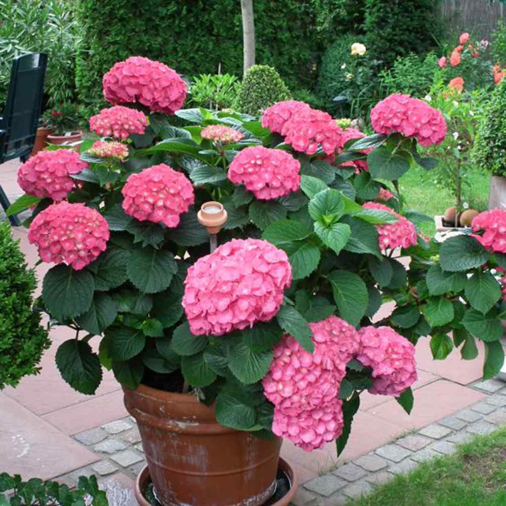 Хортензия градинска Tovelit, с компактни розови цветове, зрелищна през лятото, за градина или саксия