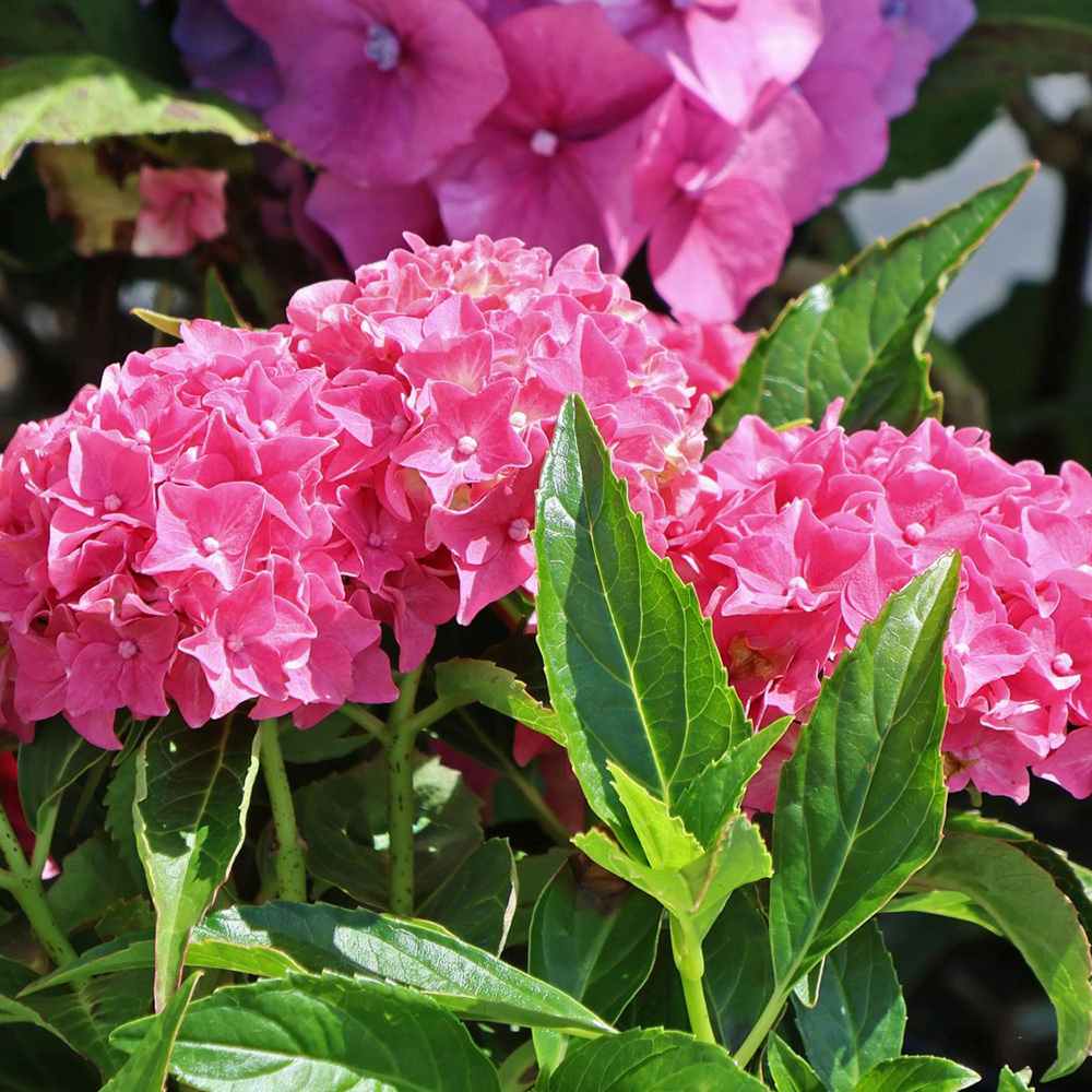 Хортензия градинска Tovelit, с компактни розови цветове, зрелищна през лятото, за градина или саксия