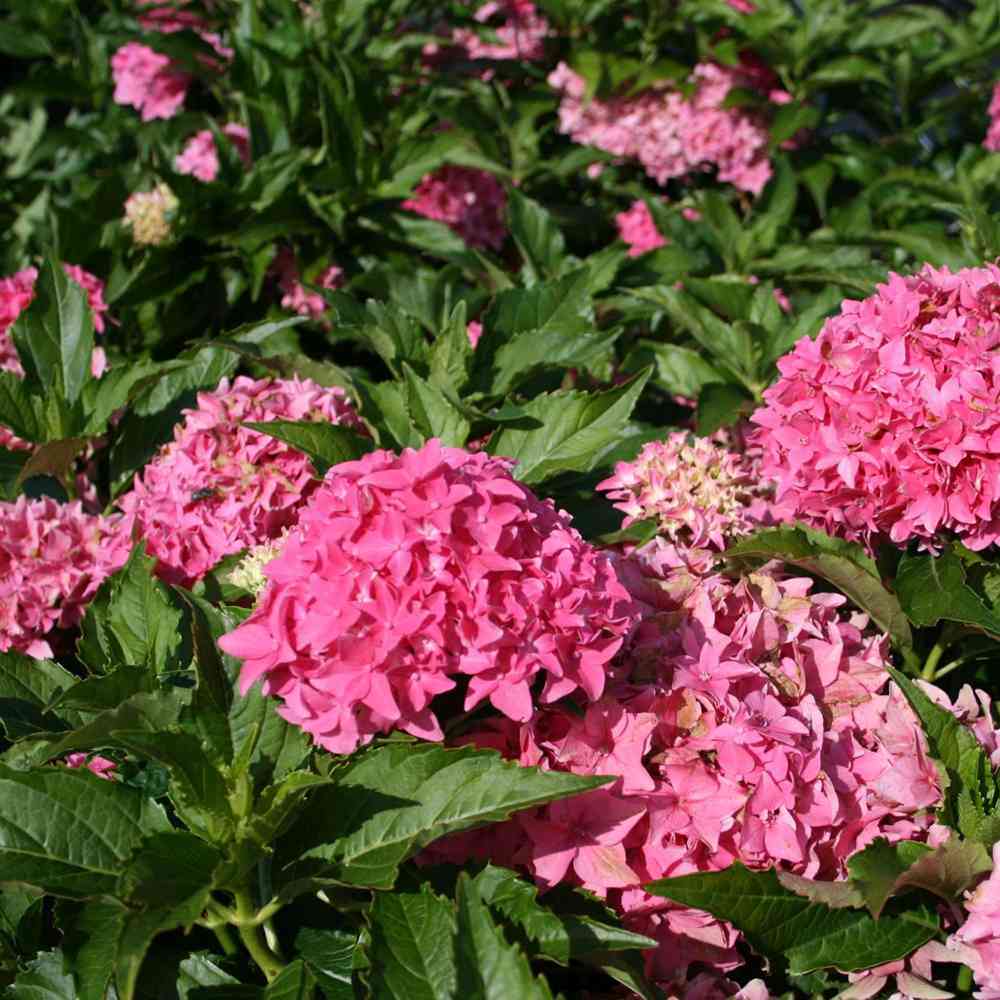 Хортензия градинска Tovelit, с компактни розови цветове, зрелищна през лятото, за градина или саксия