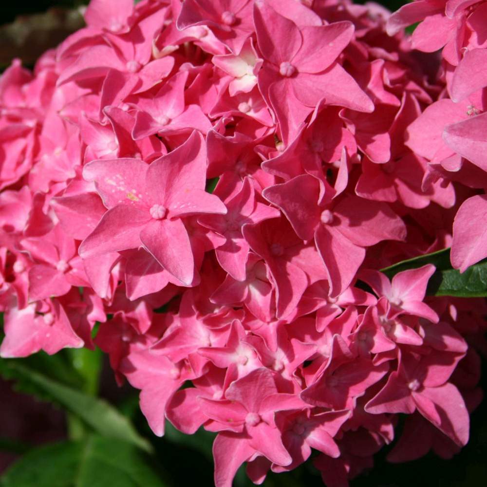 Хортензия градинска Tovelit, с компактни розови цветове, зрелищна през лятото, за градина или саксия