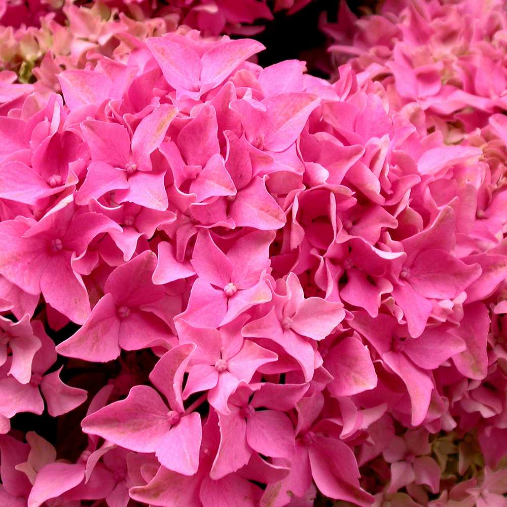 Хортензия градинска Tovelit, с компактни розови цветове, зрелищна през лятото, за градина или саксия