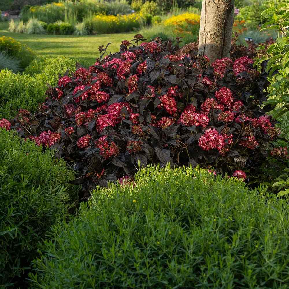 Hortensie de gradina Black Diamond Red Angel, flori rosii, frunze inchise, soi exclusiv si elegant