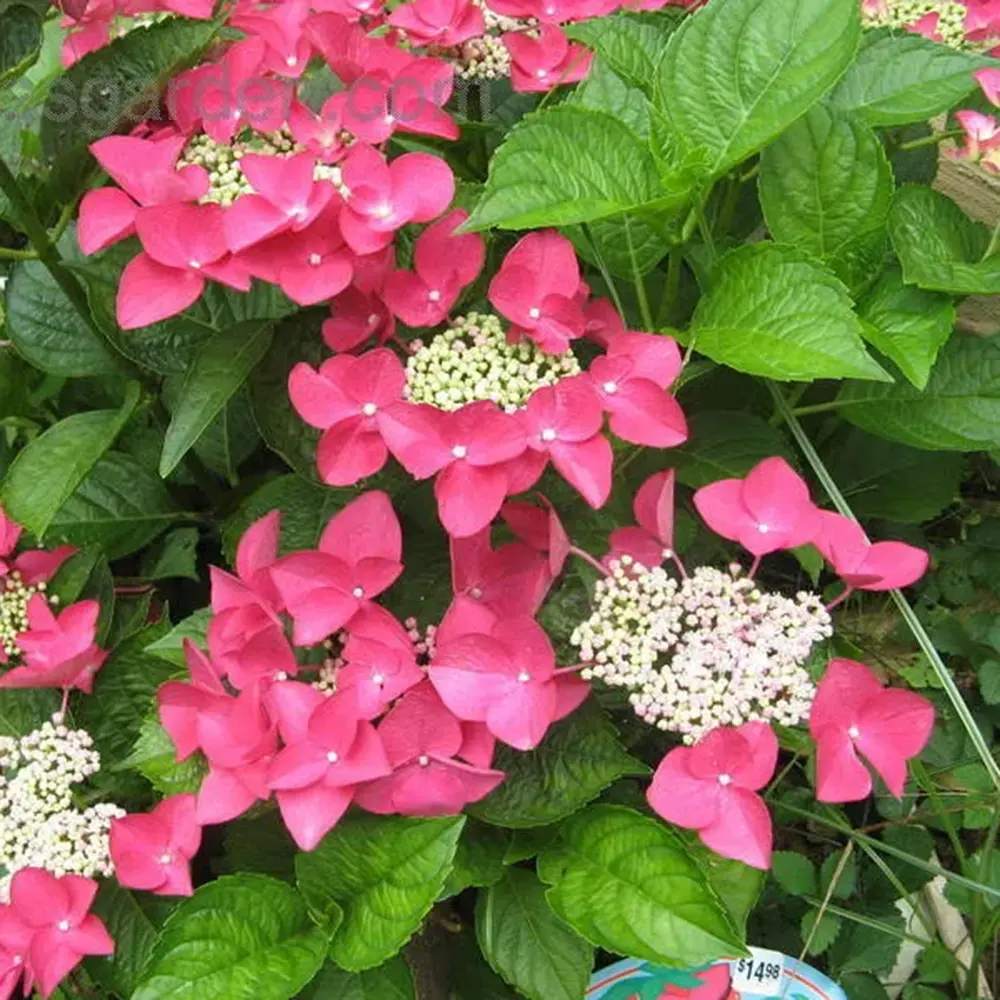 Градинска хортензия Strawberries and Cream, двуцветна, с розово-бели обилни цветове, устойчива, рядък сорт