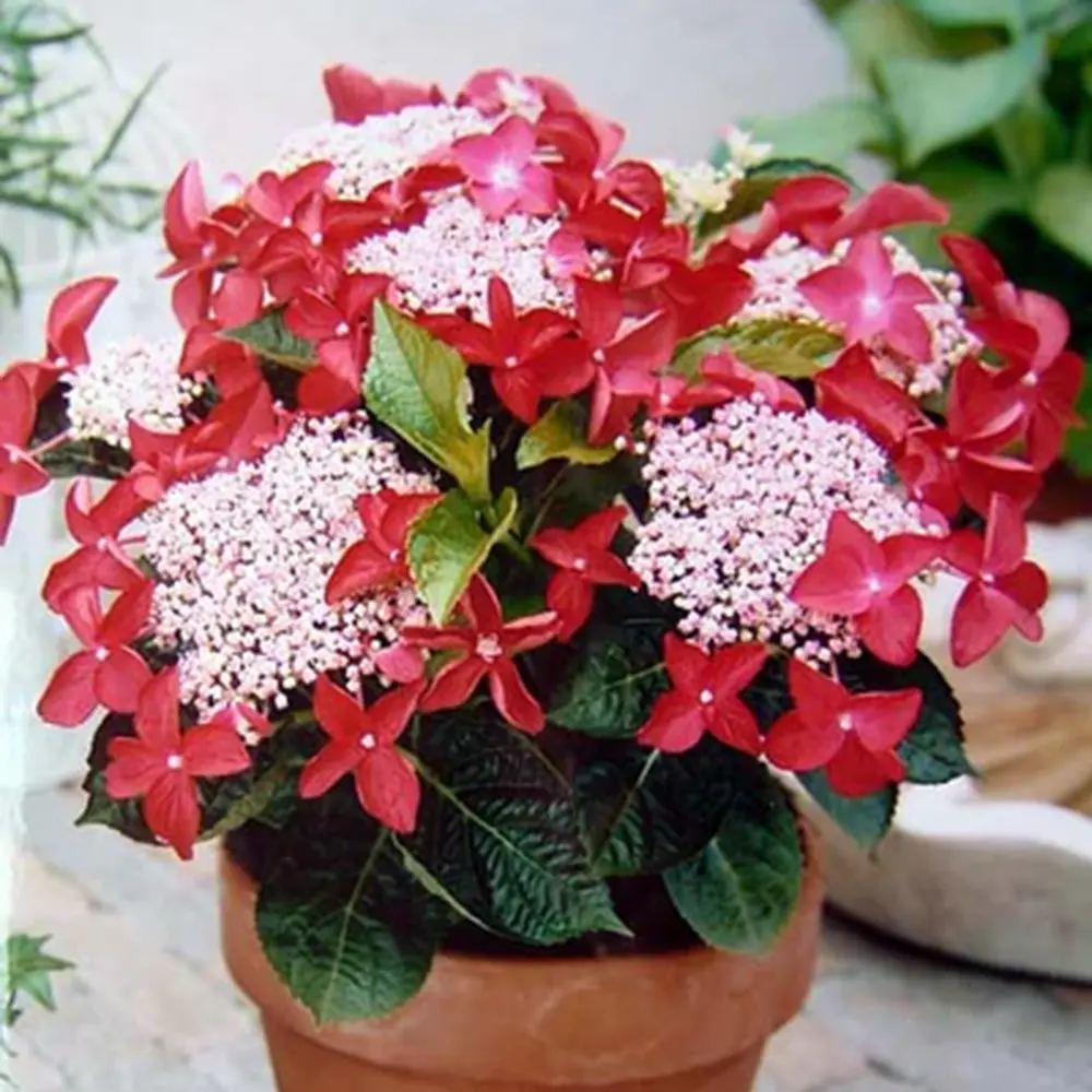 Градинска хортензия Strawberries and Cream, двуцветна, с розово-бели обилни цветове, устойчива, рядък сорт