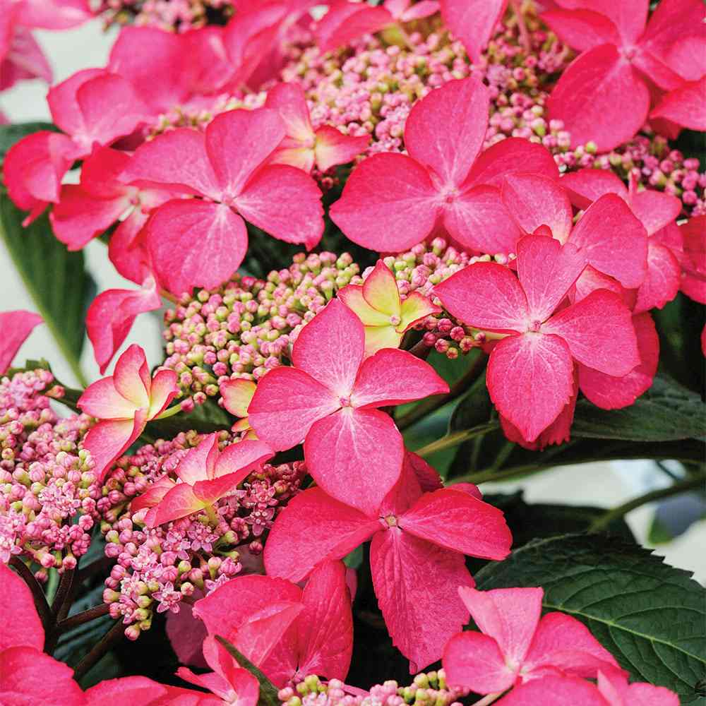 Градинска хортензия Strawberries and Cream, двуцветна, с розово-бели обилни цветове, устойчива, рядък сорт