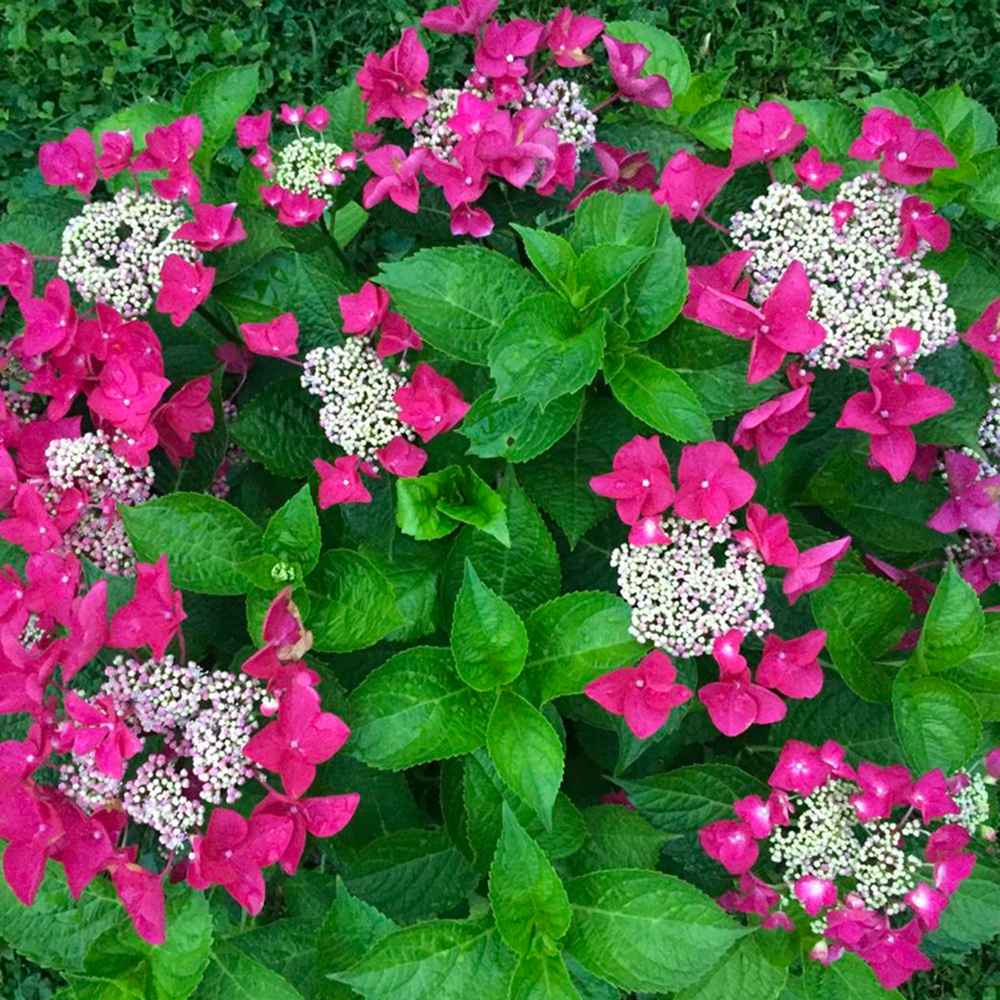 Градинска хортензия Strawberries and Cream, двуцветна, с розово-бели обилни цветове, устойчива, рядък сорт