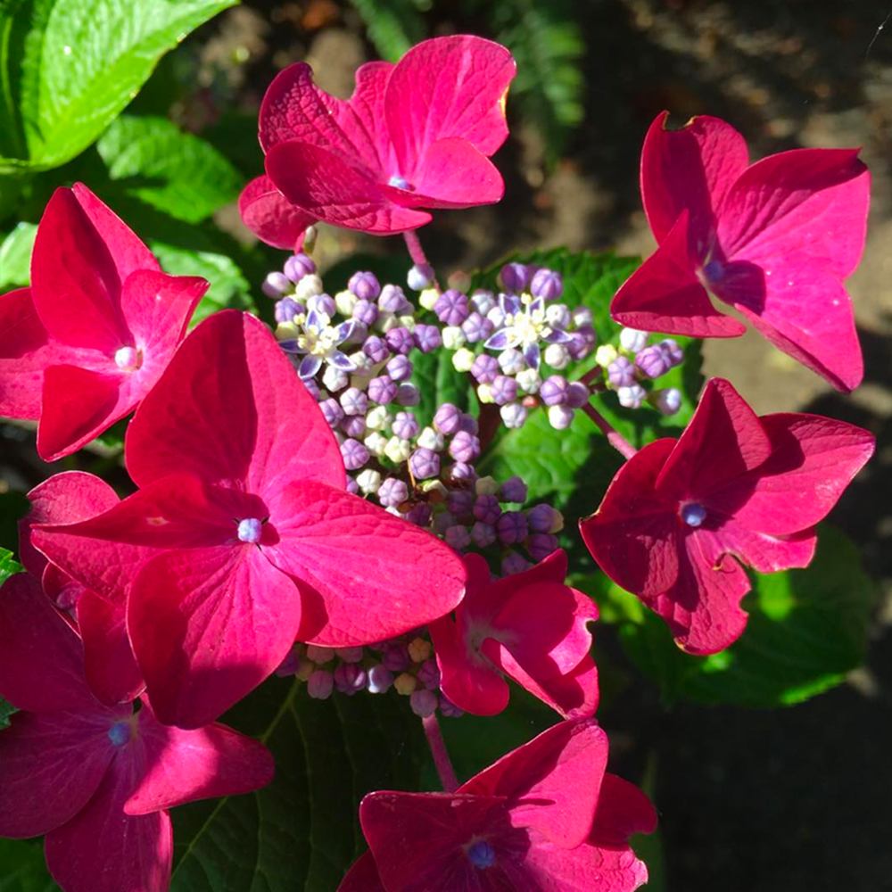 Градинска хортензия Strawberries and Cream, двуцветна, с розово-бели обилни цветове, устойчива, рядък сорт